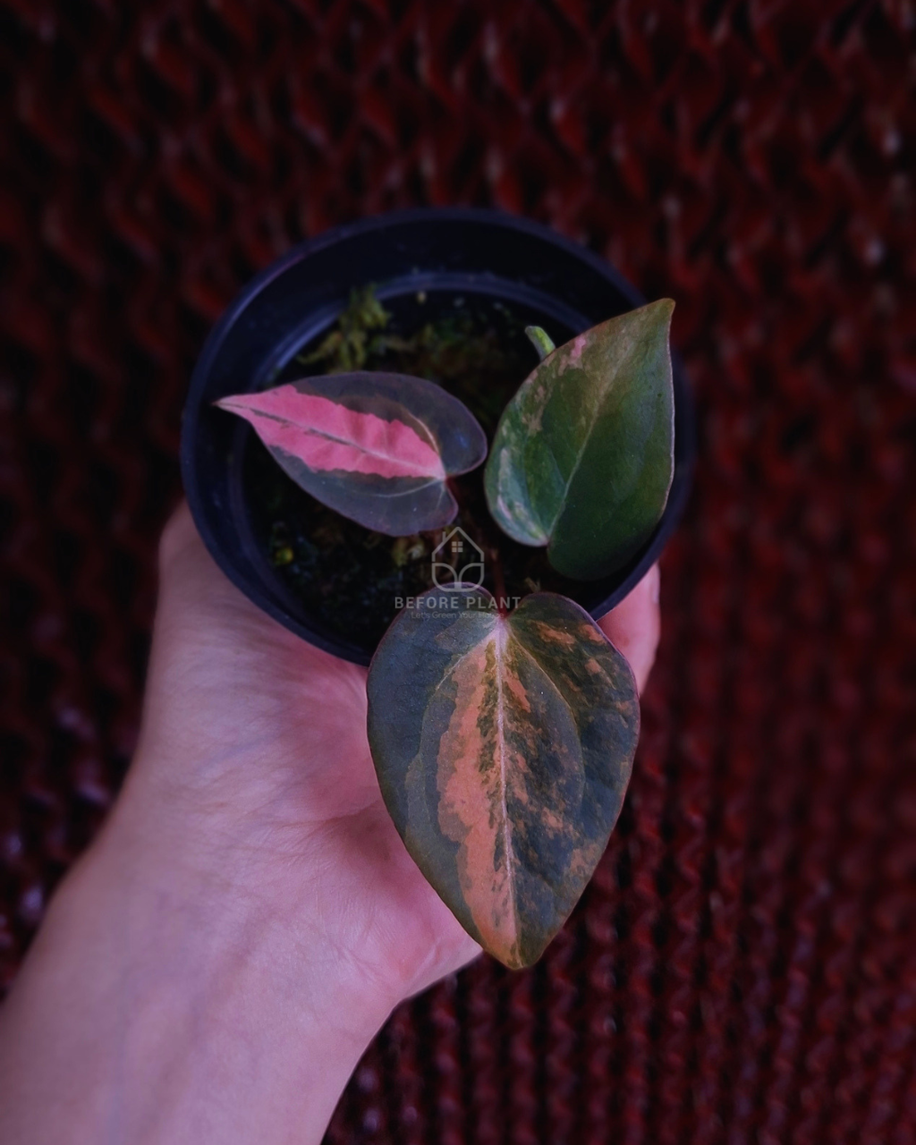 Anthurium Black Venom x RVC Michelle