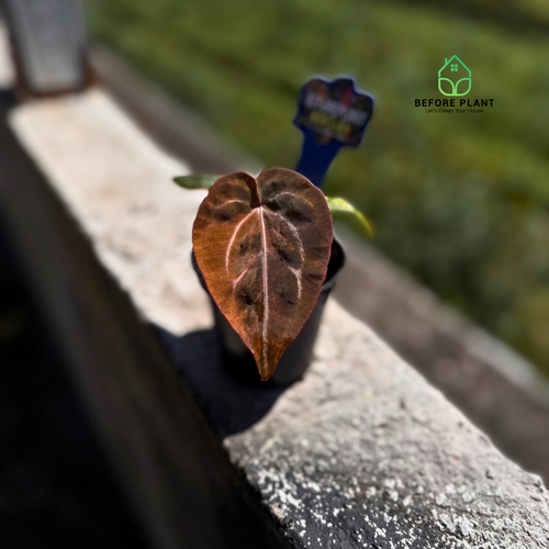 Anthurium Carla Portilae NSE x Black Sweet