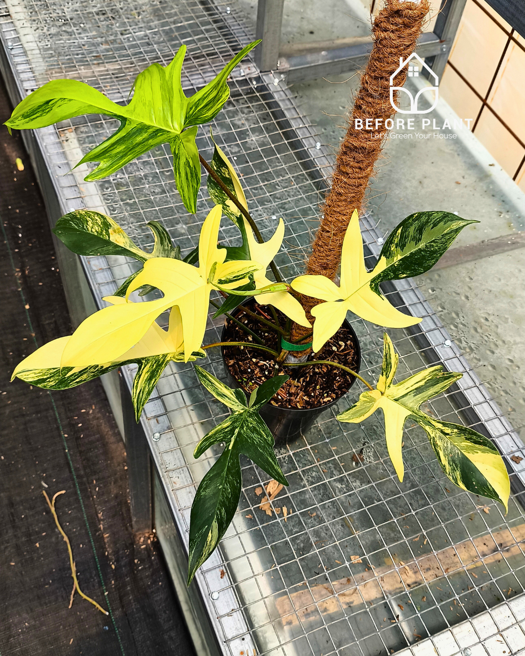 philodendron florida alba beauty Philodendron Florida Beauty – Beforeplant