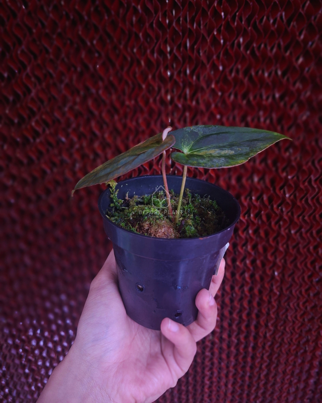 Anthurium Rusty long x Rhalp Lynam