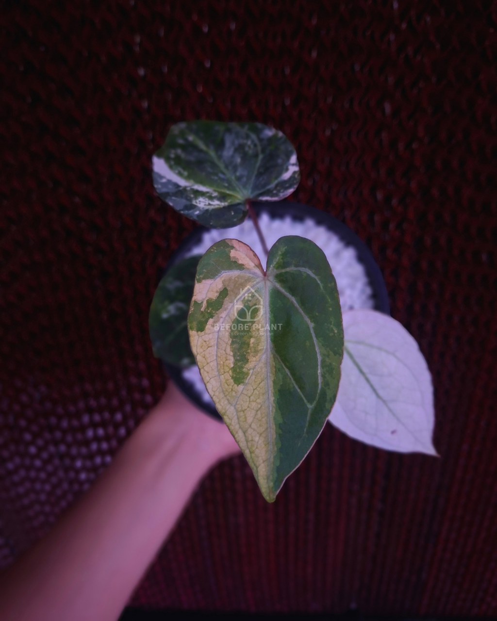 Anthurium Silver Magnificum Variegated White
