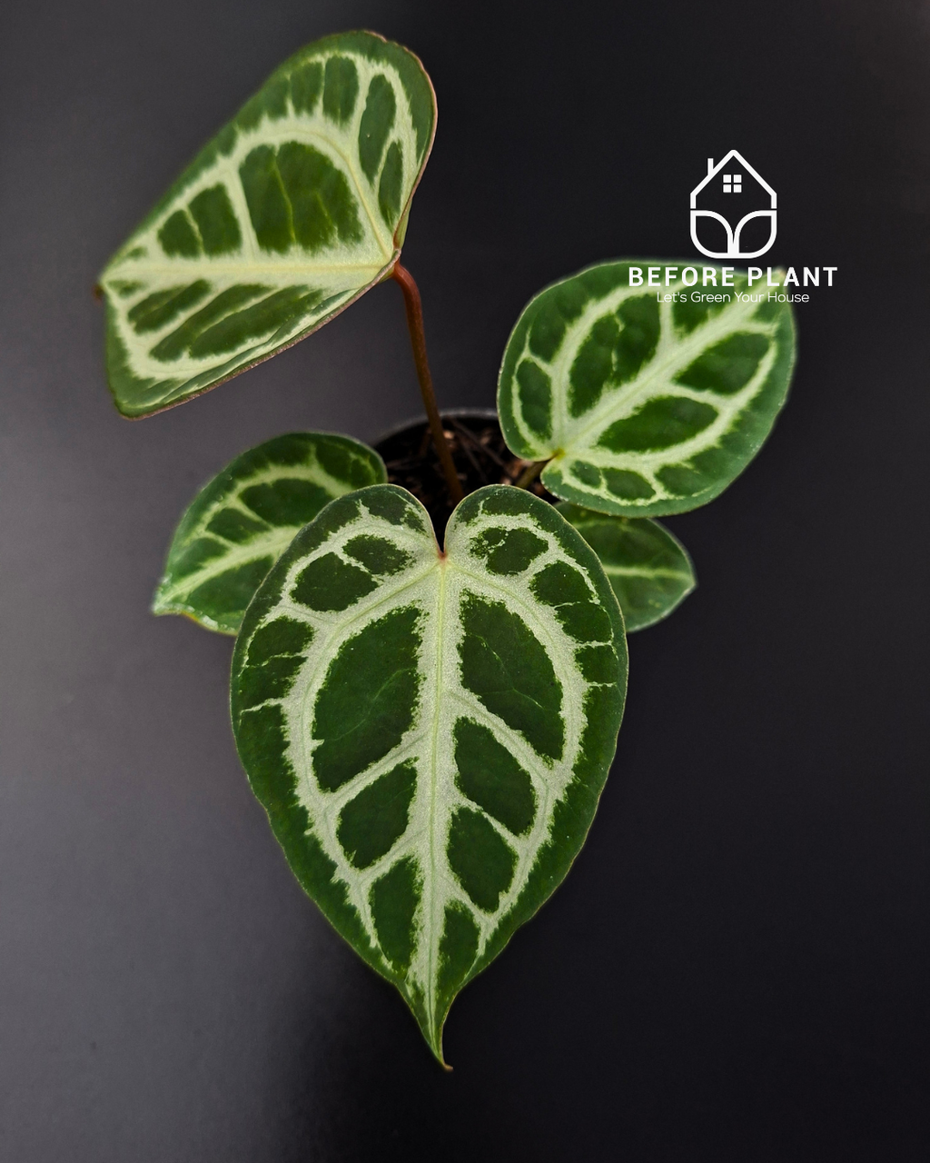 Anthurium Fort Sherman x Michelle Pink