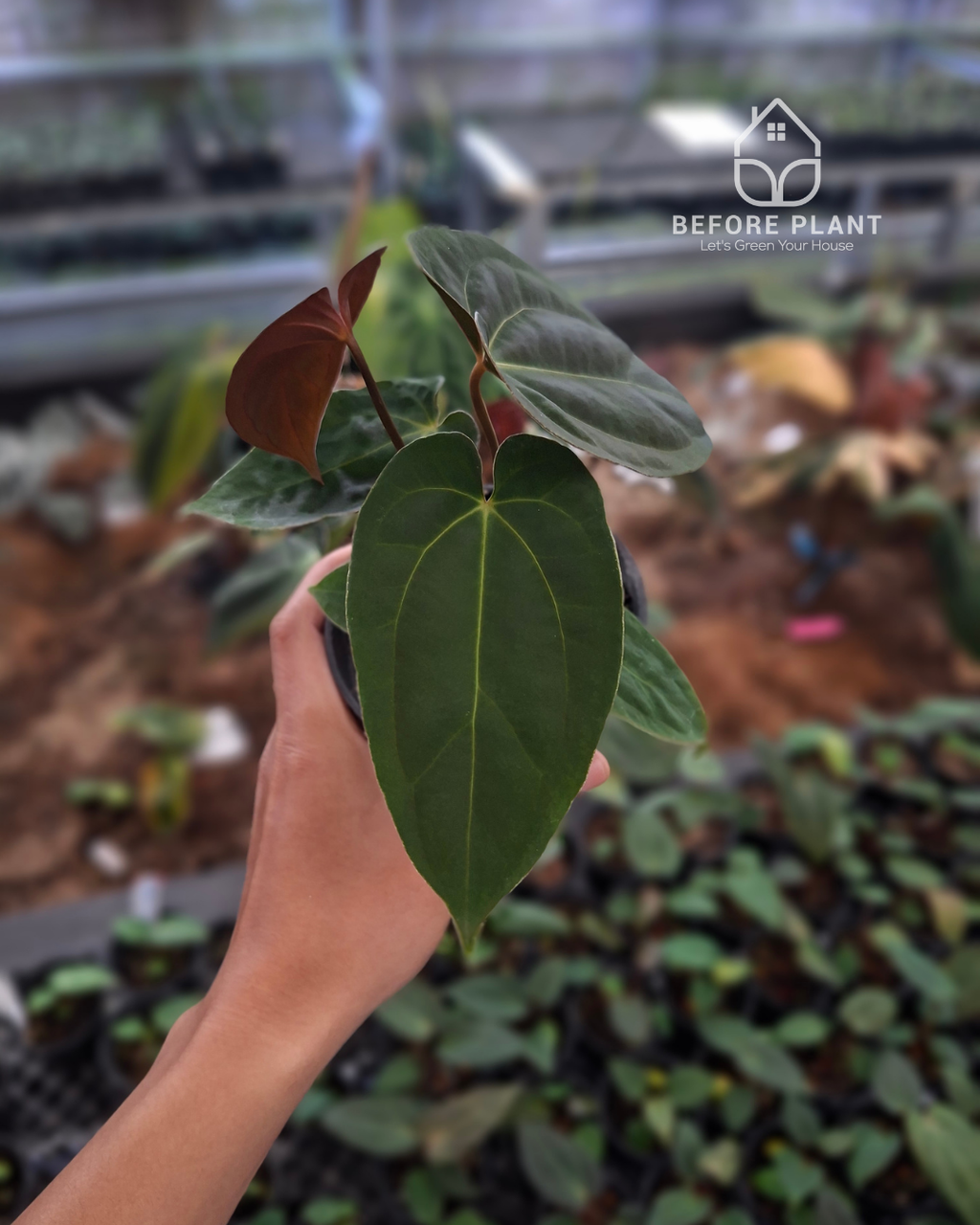 Anthurium Papillilaminum Variegated AOS Tezula x Self