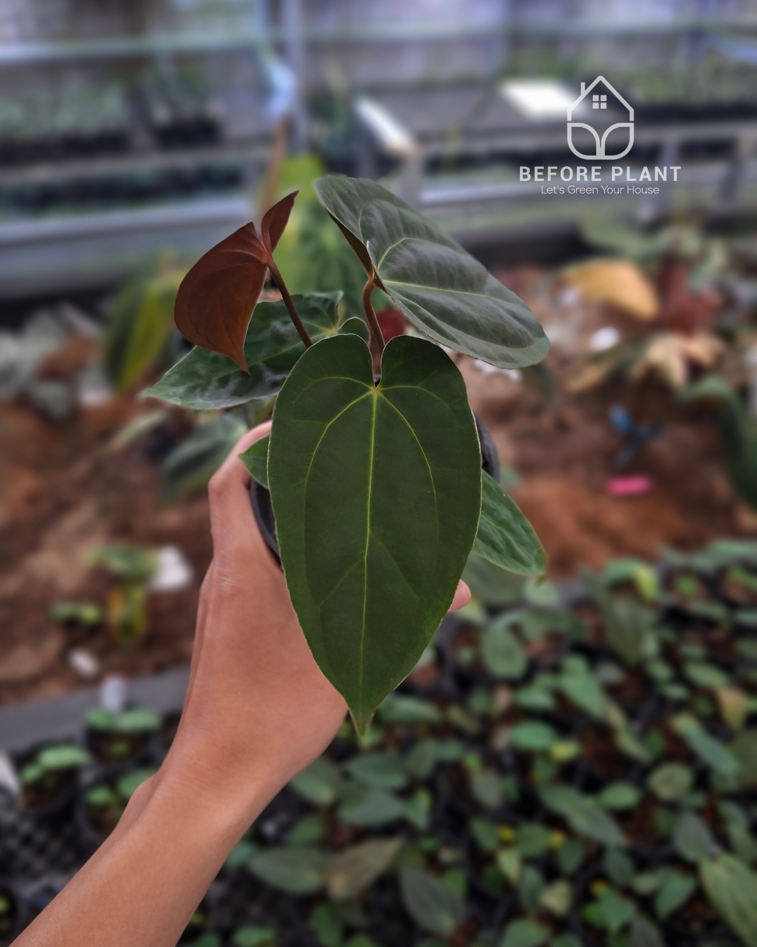 Anthurium Papillilaminum Variegated AOS Tezula x Self