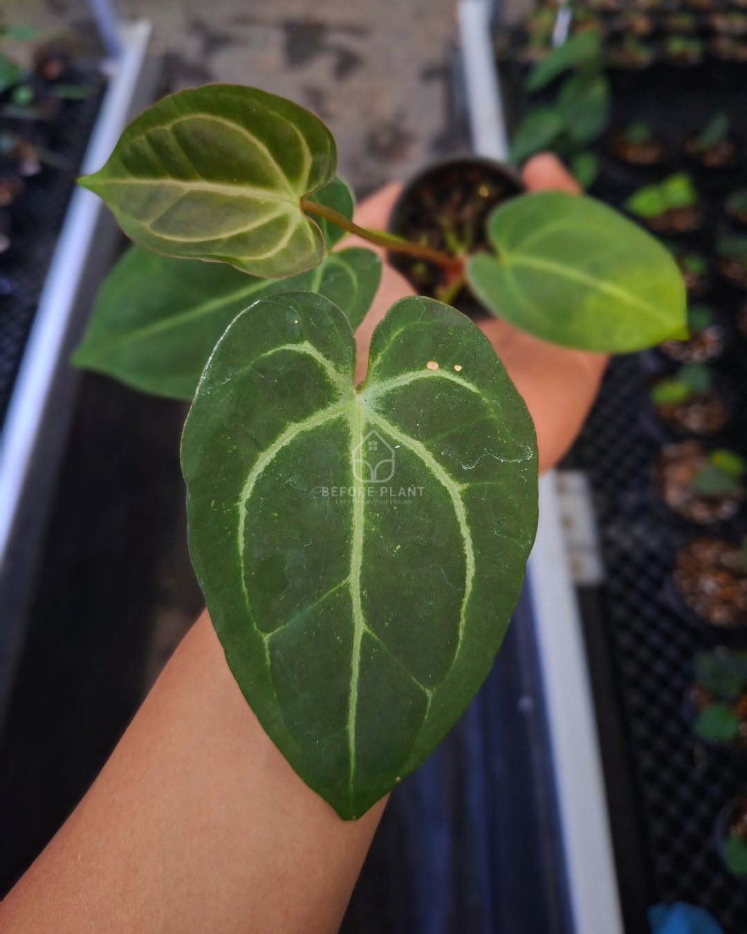 Anthurium Papillilaminum x Michelle