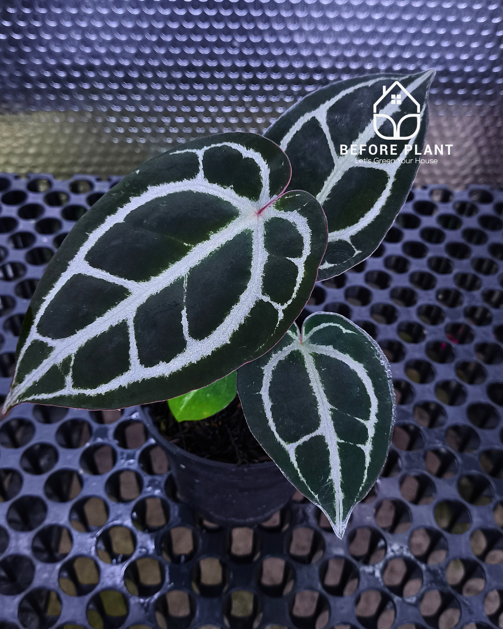 Anthurium Panglima x Black Velvet Indo Type ( BVIT )