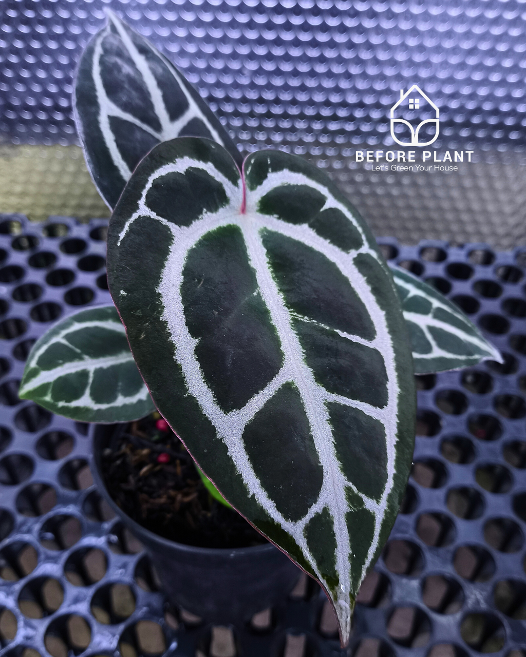 Anthurium Panglima x Black Velvet Indo Type ( BVIT )