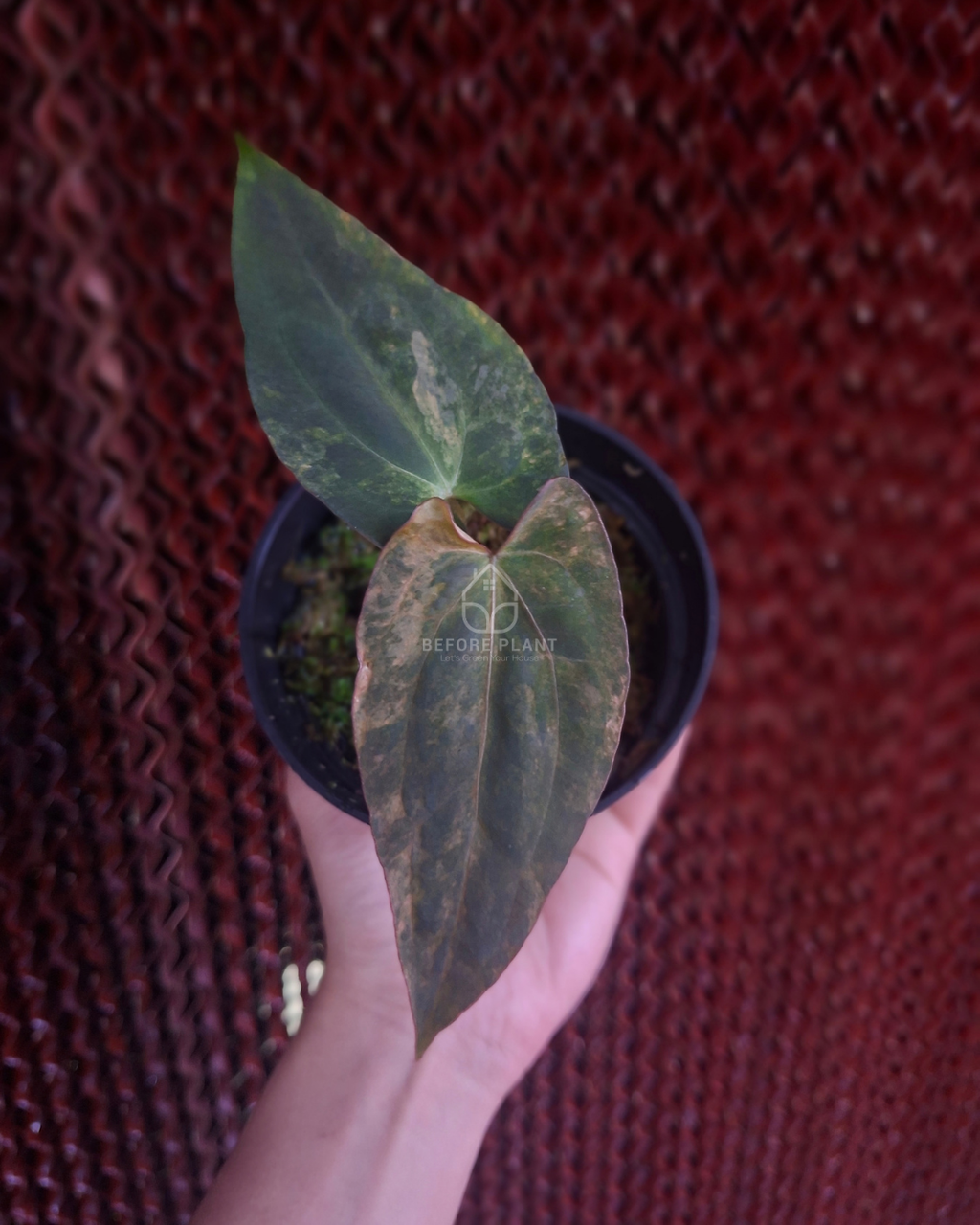 Anthurium Rusty long x Rhalp Lynam