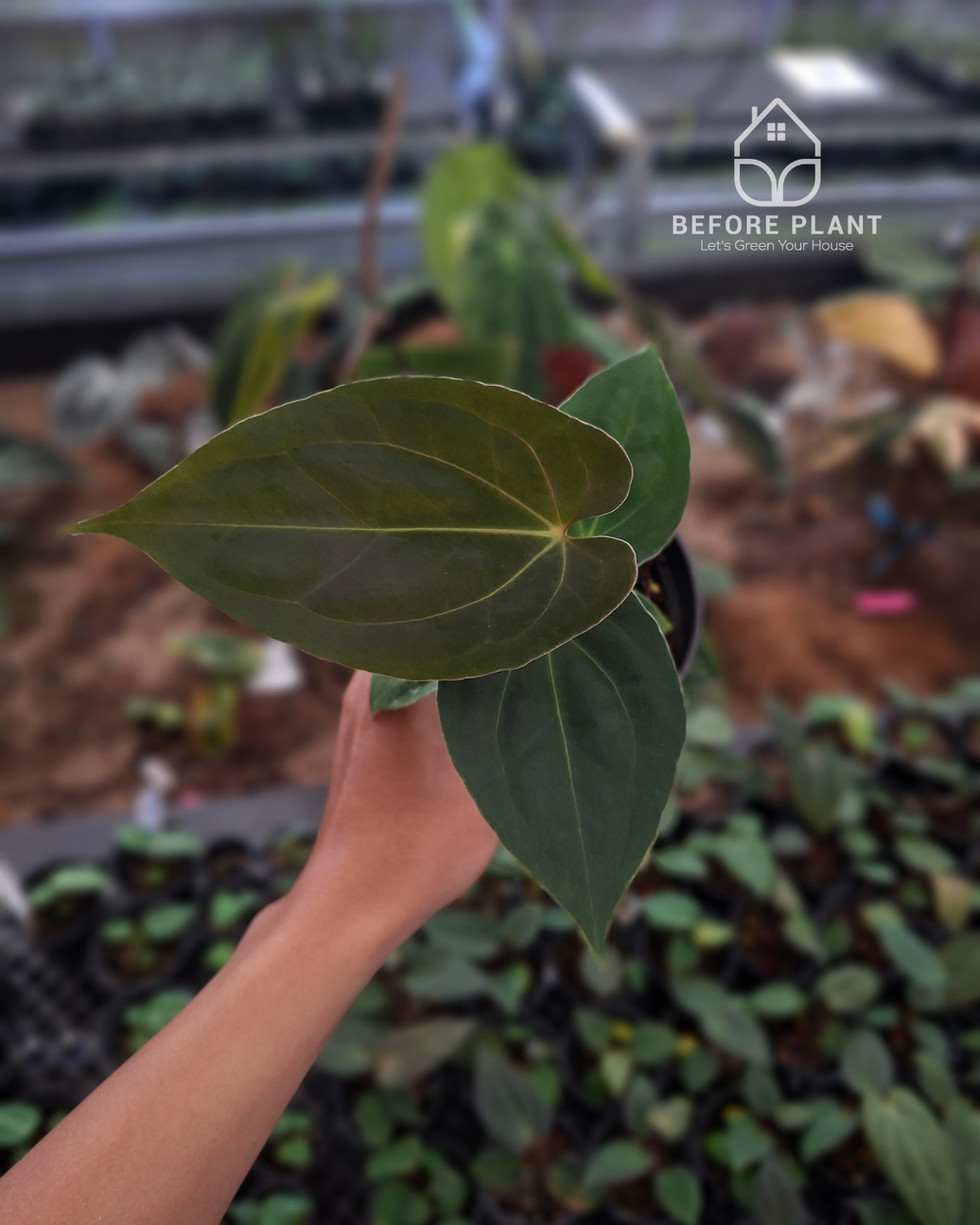 Anthurium Papillilaminum Variegated AOS Tezula x Self