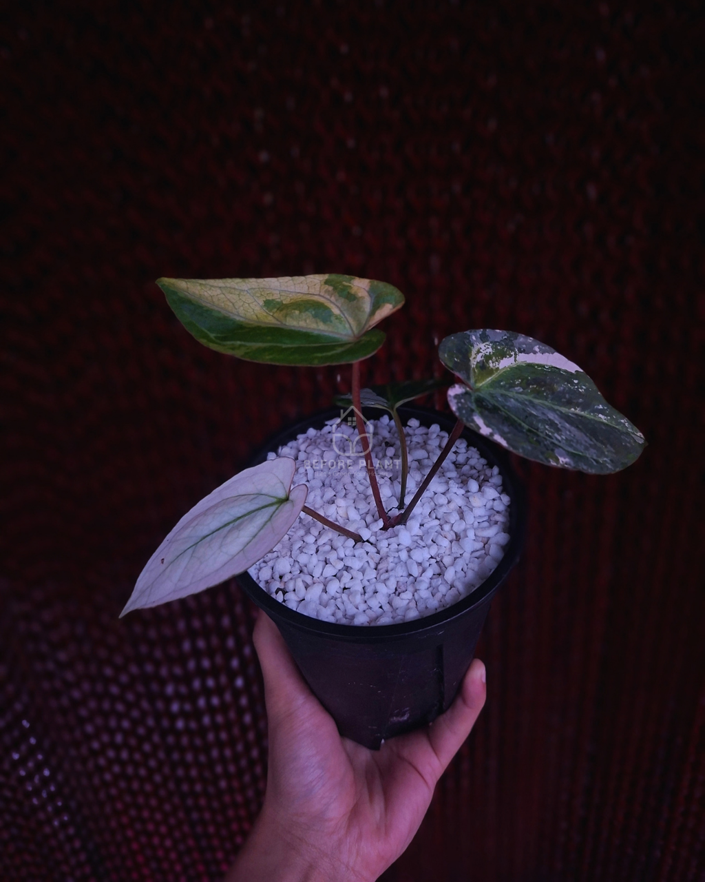 Anthurium Silver Magnificum Variegated White