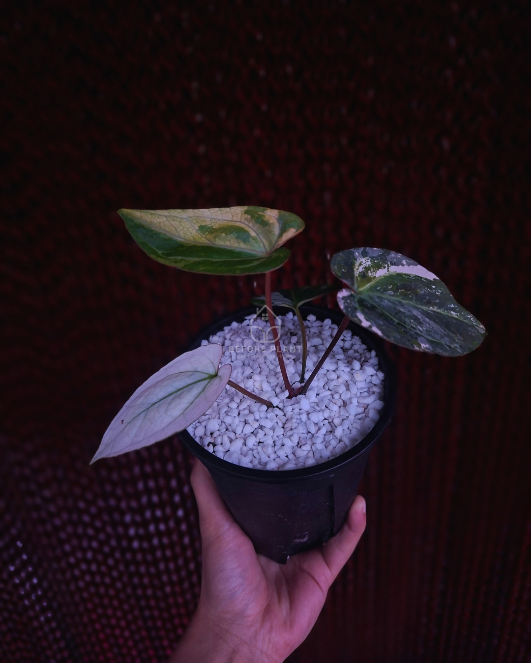 Anthurium Silver Magnificum Variegated White