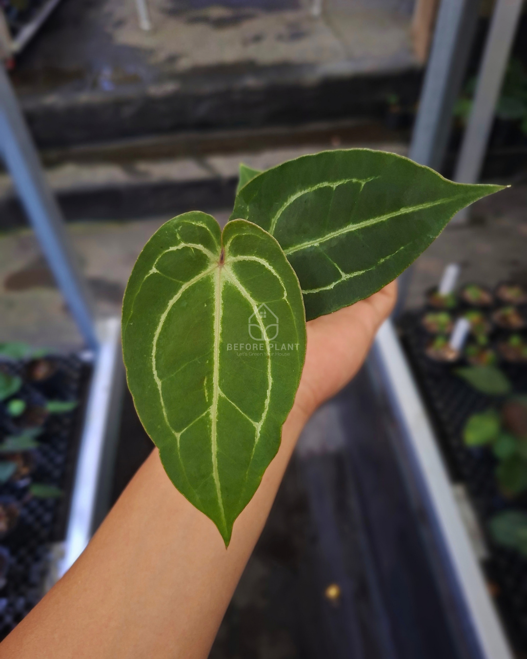 Anthurium Papillilaminum x Red Tiger
