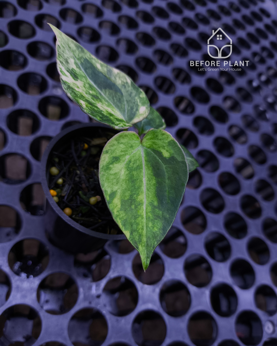 Anthurium Black Venom x Angela Black Widow