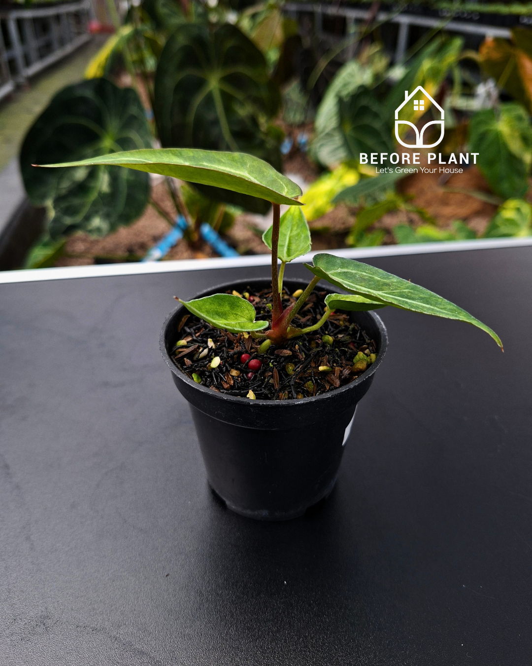 Anthurium Papillilaminum Mint