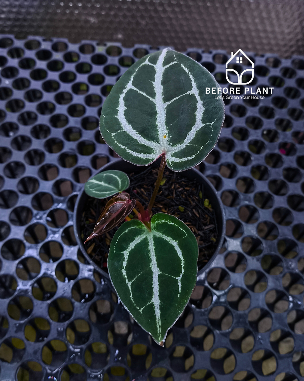 Anthurium Panglima x Black Velvet Indo Type ( BVIT )