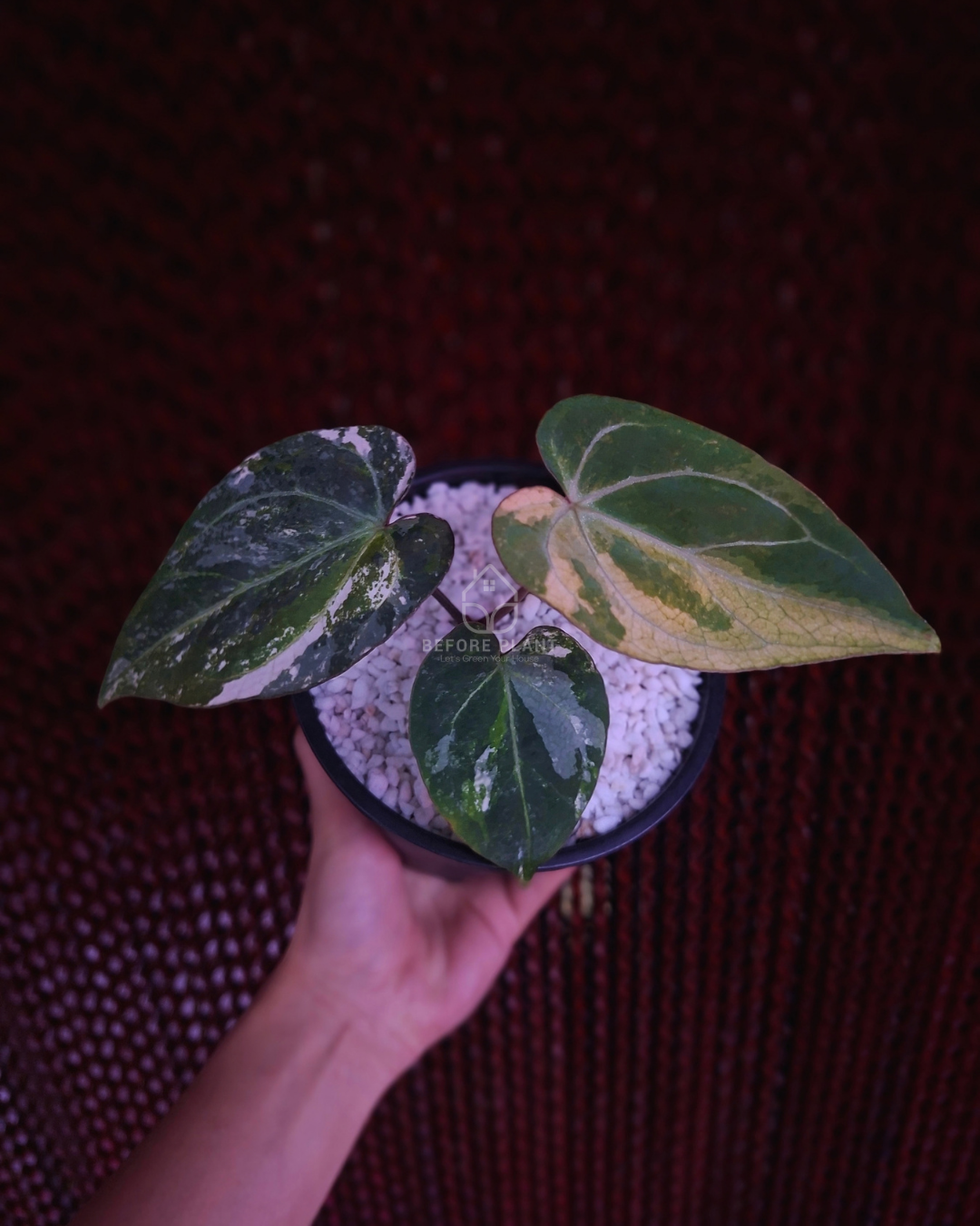 Anthurium Silver Magnificum Variegated White