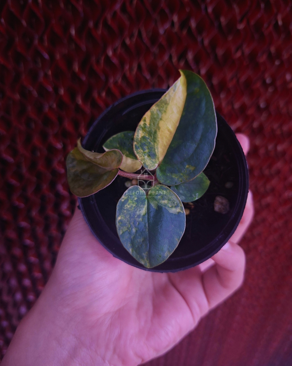 Anthurium Papi Var Dressleri x Michelle Variegated