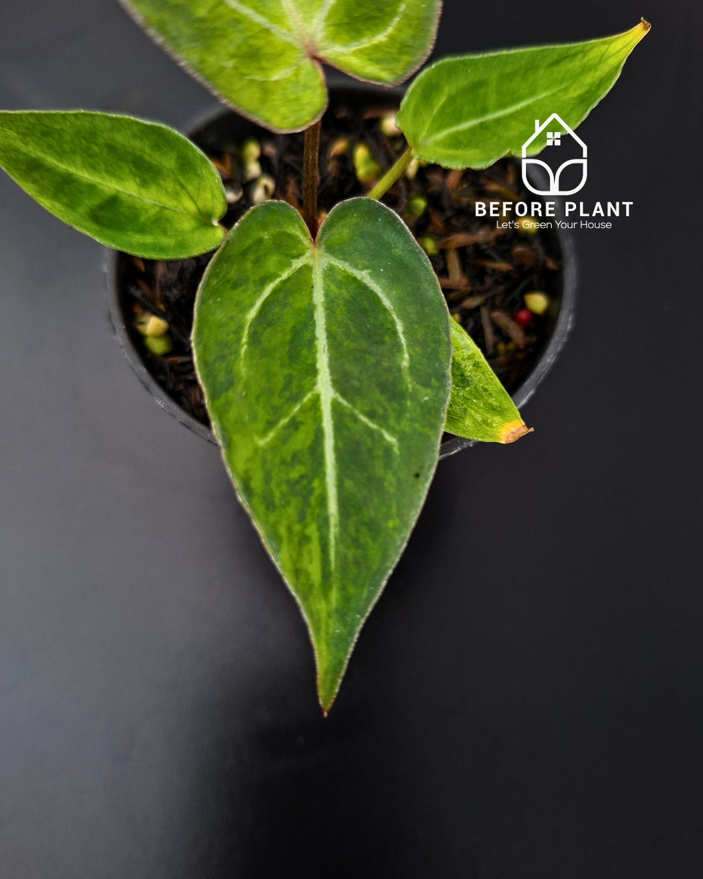 Anthurium Papillilaminum Mint