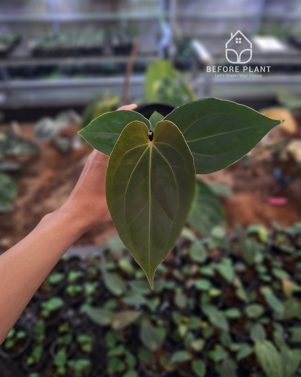 Anthurium Papillilaminum Variegated AOS Tezula x Self