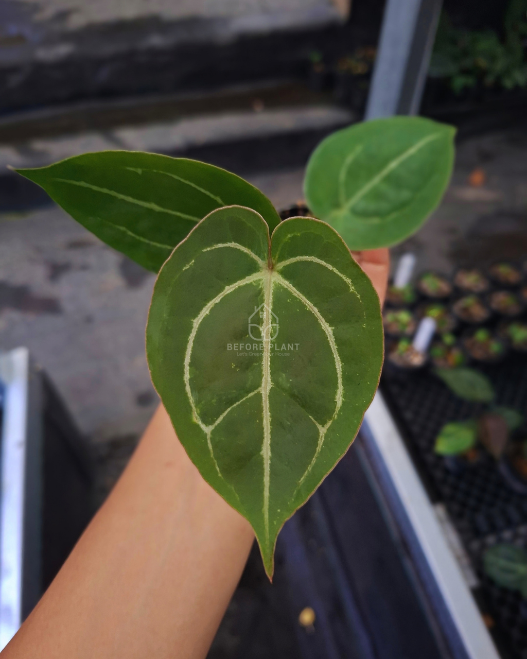 Anthurium Papillilaminum x Red Tiger