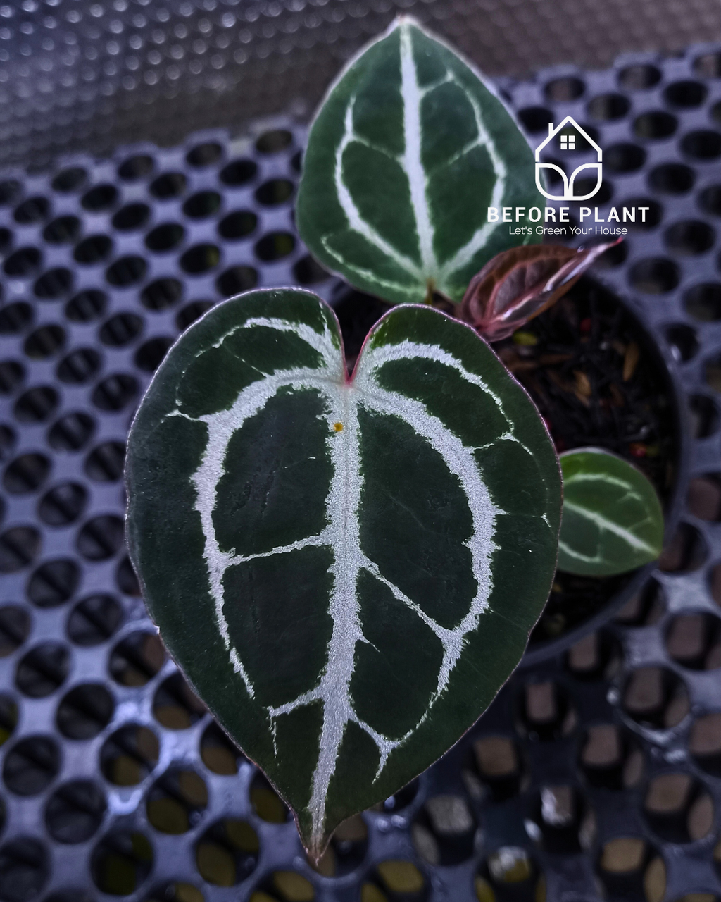 Anthurium Panglima x Black Velvet Indo Type ( BVIT )