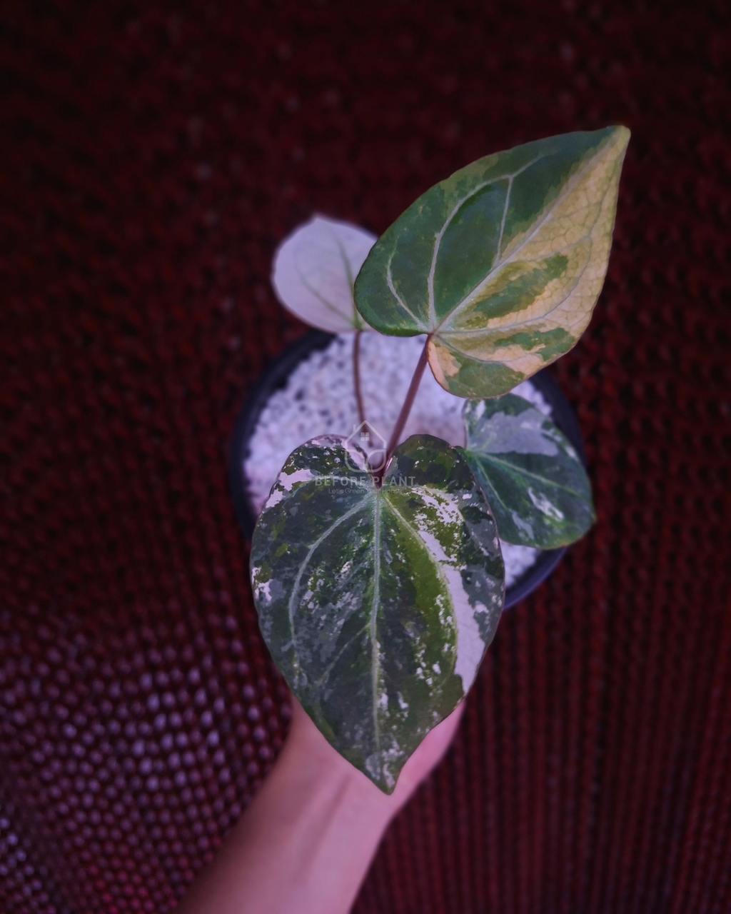 Anthurium Silver Magnificum Variegated White