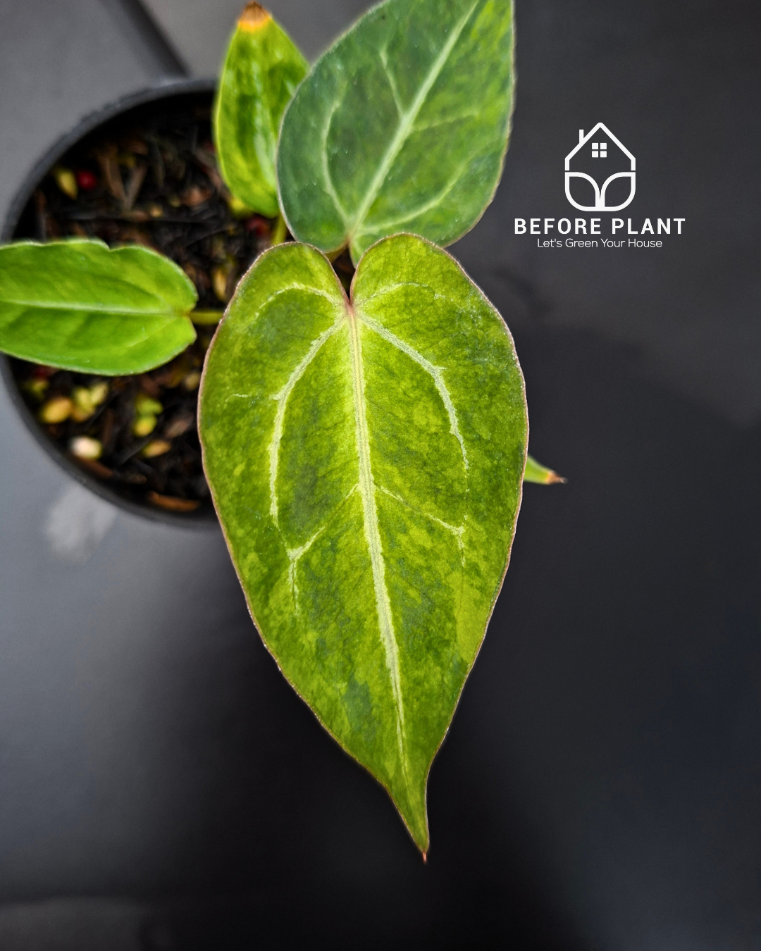 Anthurium Papillilaminum Mint