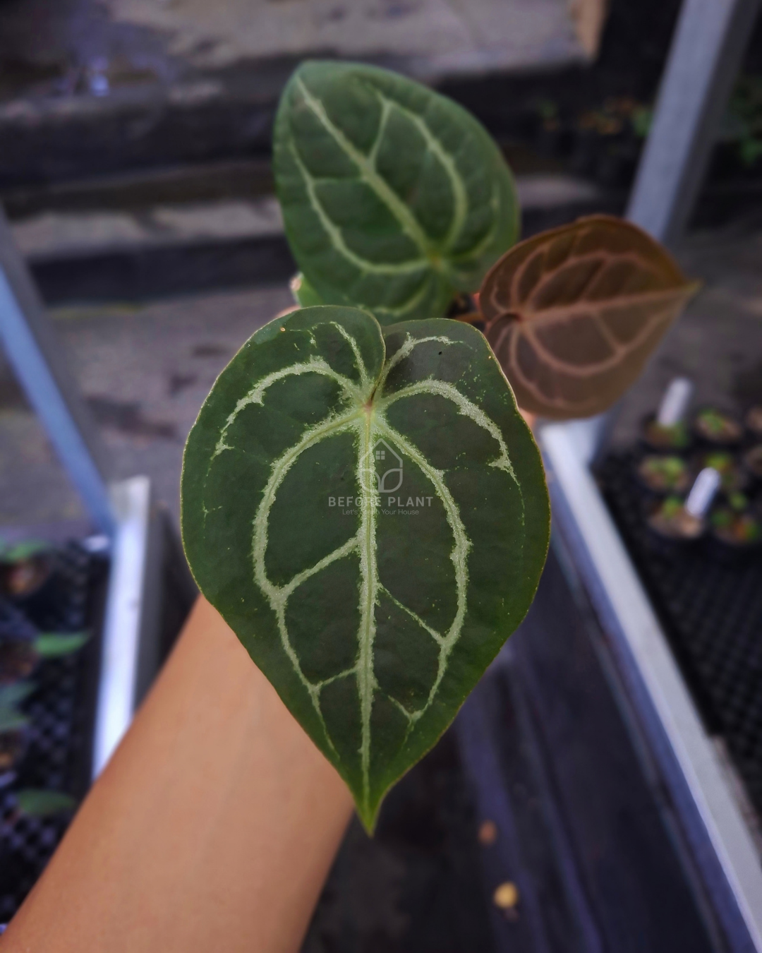Anthurium Papillilaminum x Red Tiger