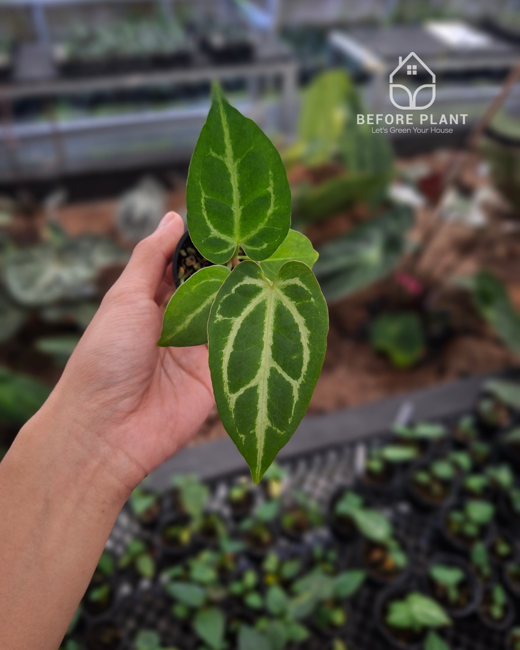 Anthurium Silver x Magnificum