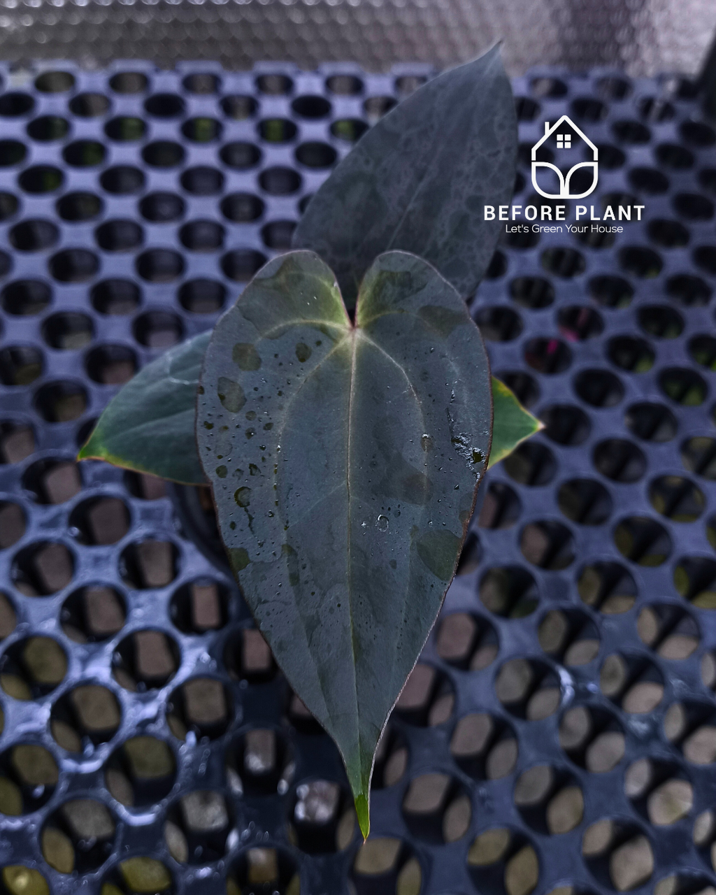 Anthurium Black Venom x Red Vein Dark Phoenix ( RVDP )