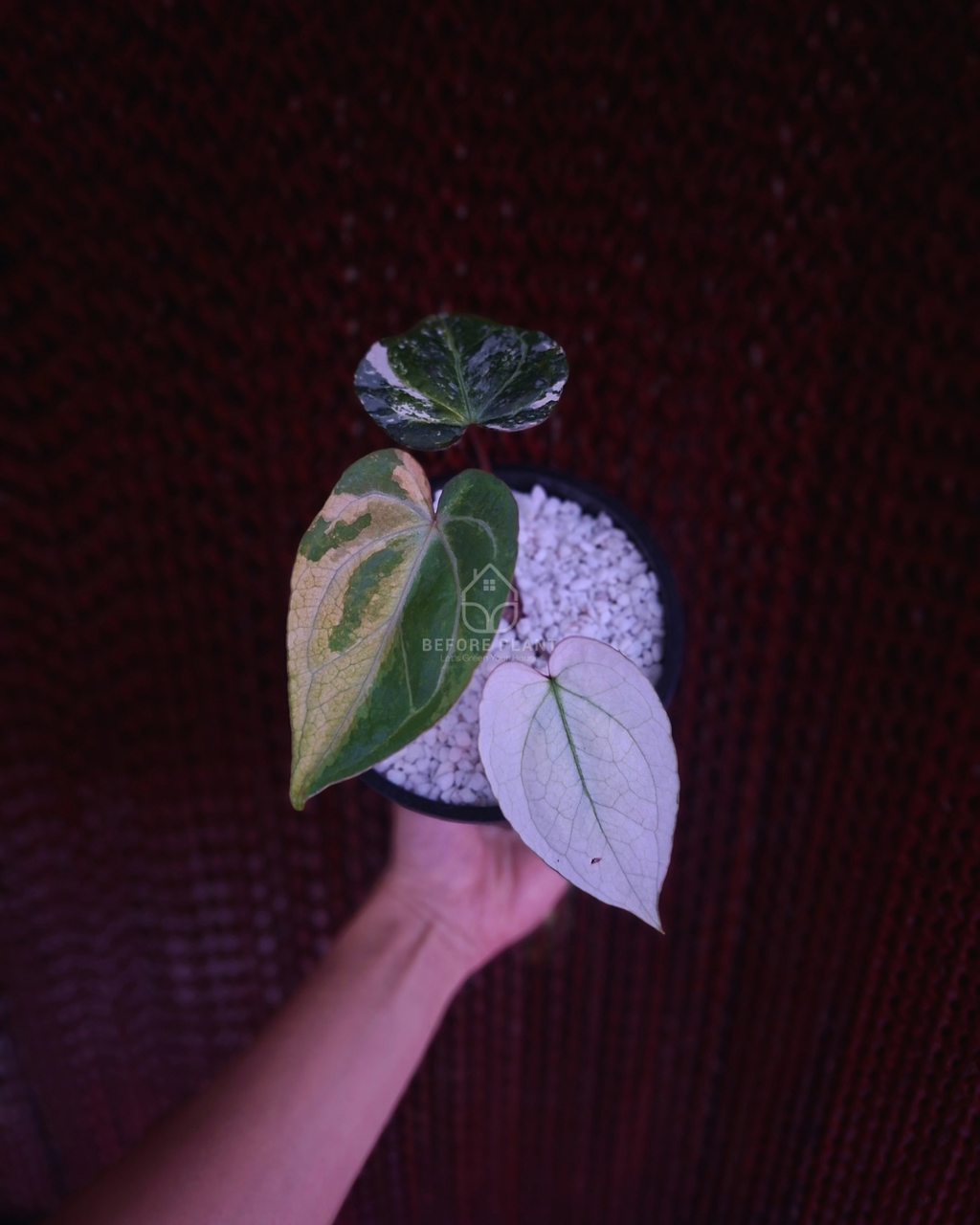Anthurium Silver Magnificum Variegated White