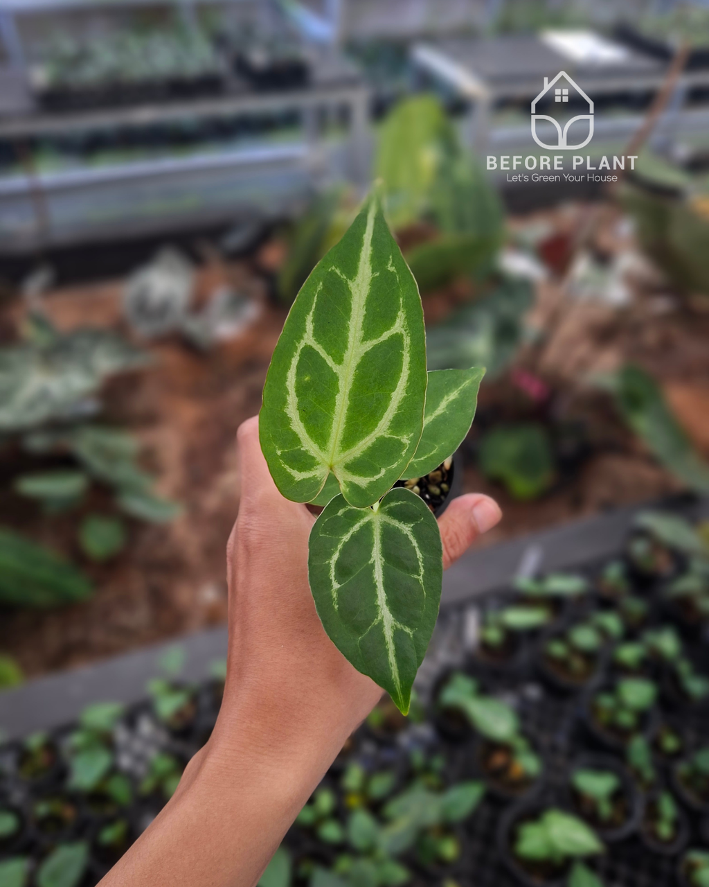 Anthurium Silver x Magnificum