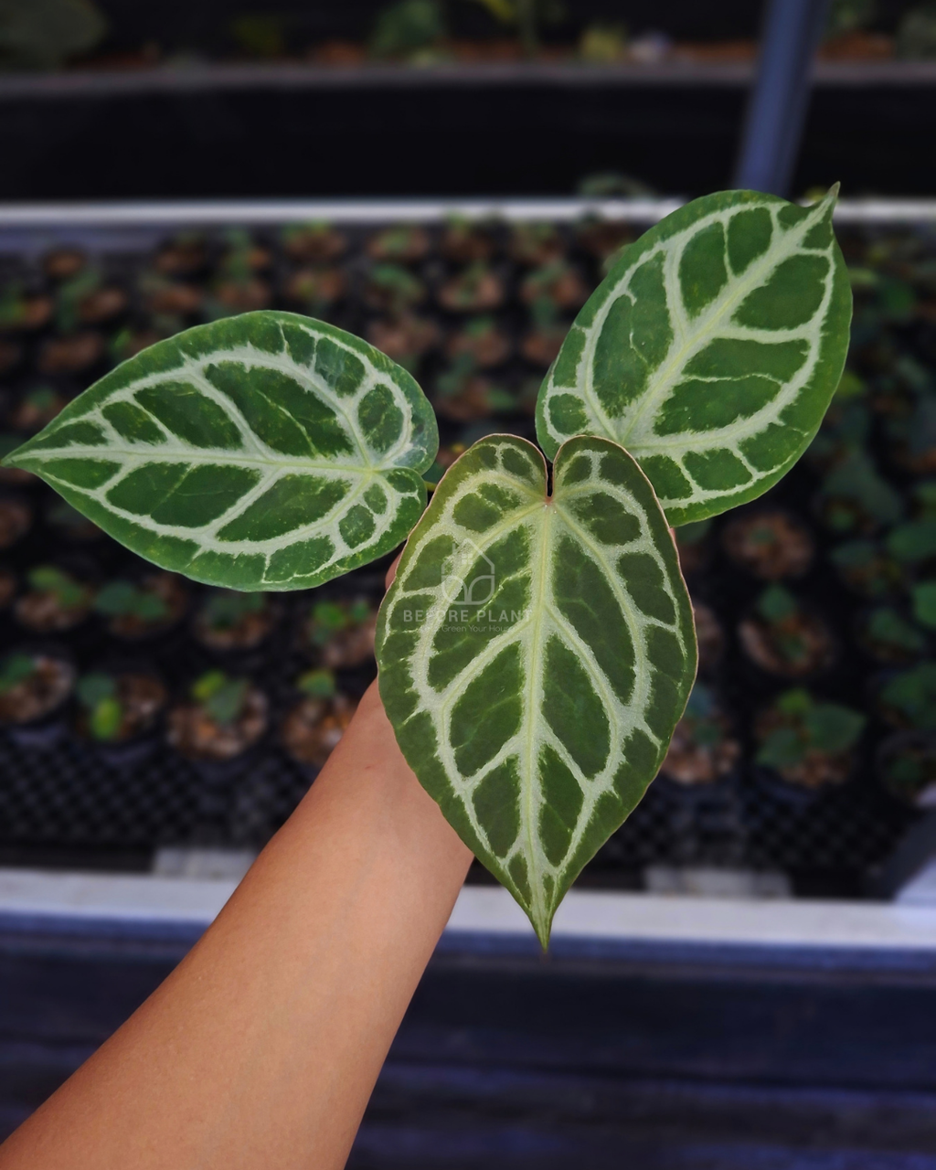 Anthurium Silver Blush x Michelle