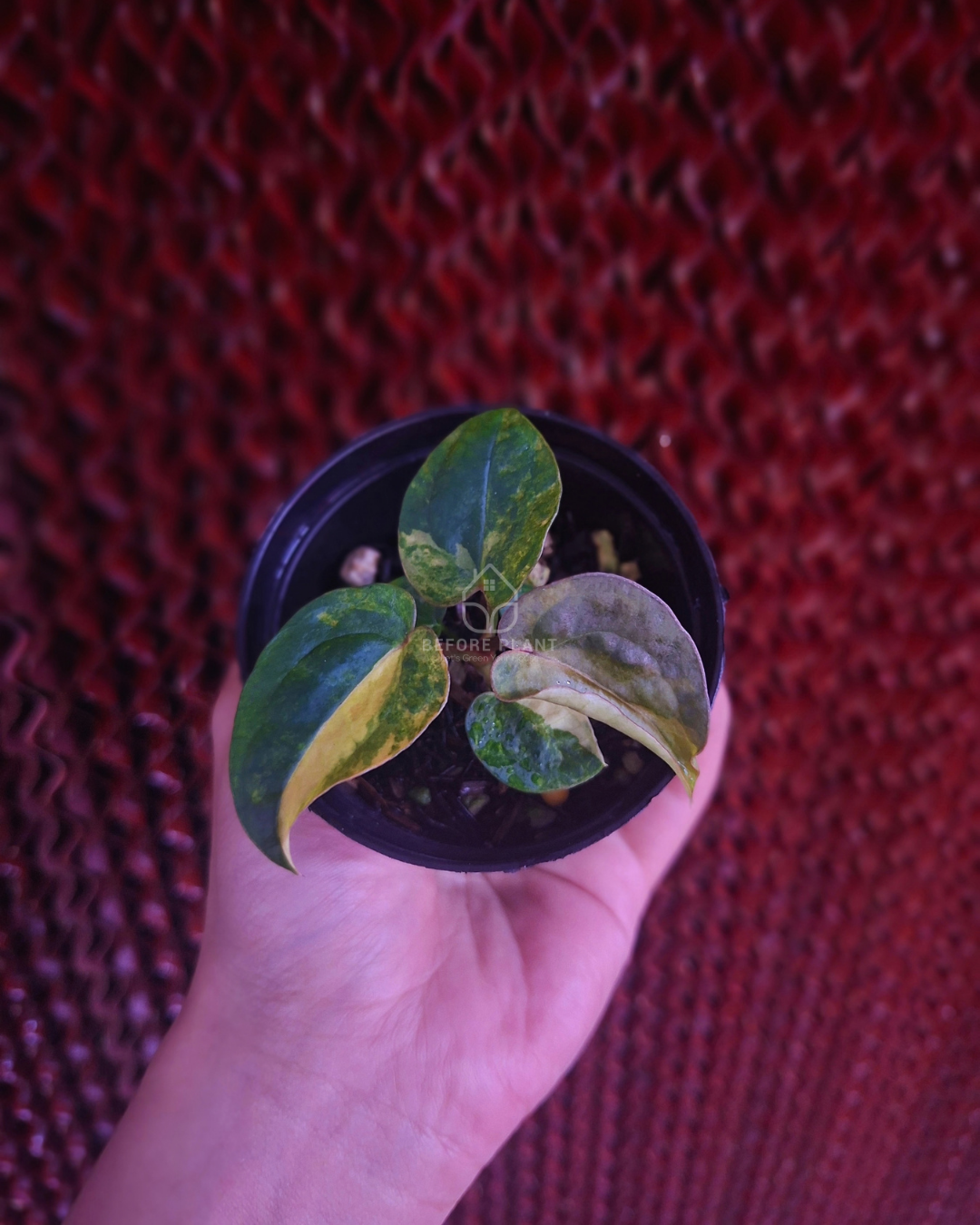 Anthurium Papi Var Dressleri x Michelle Variegated