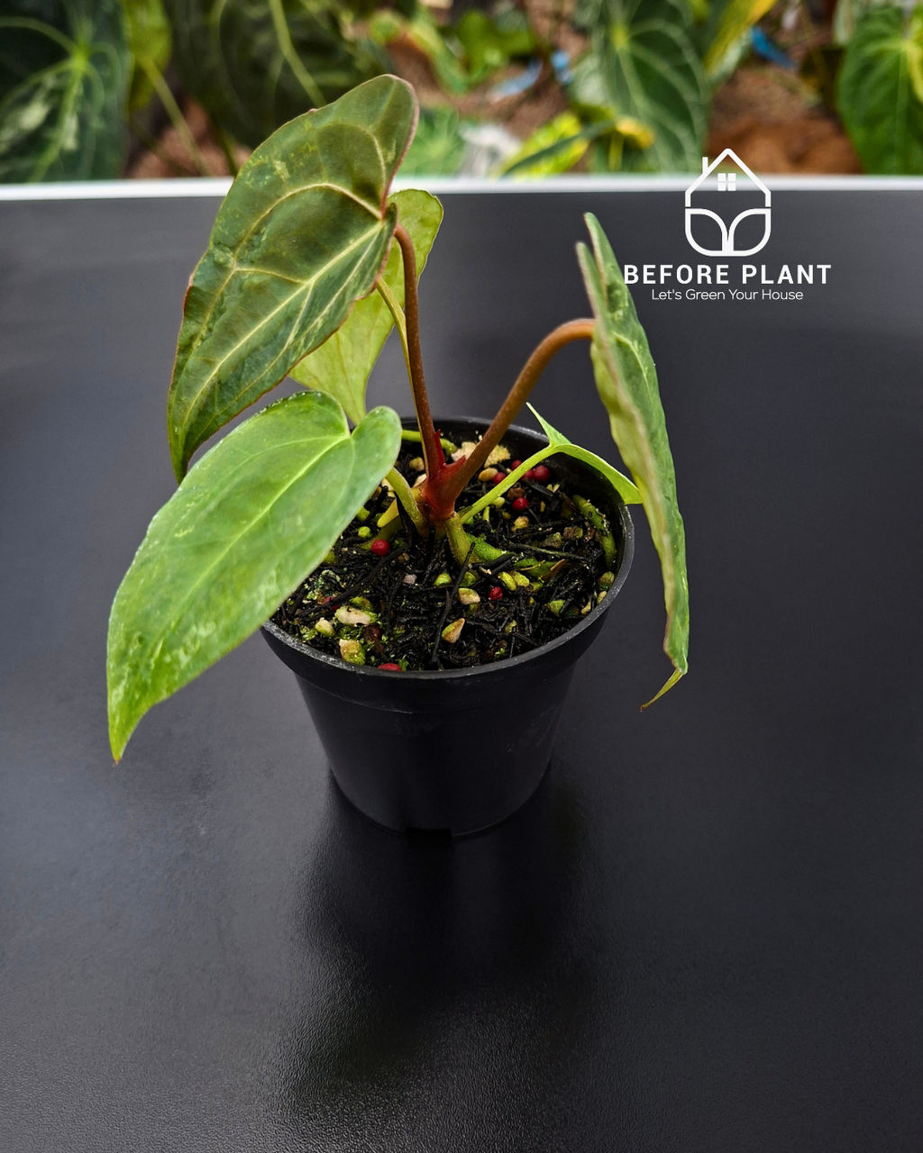 Anthurium Forgetii Var Contorted x Blood Of Blue