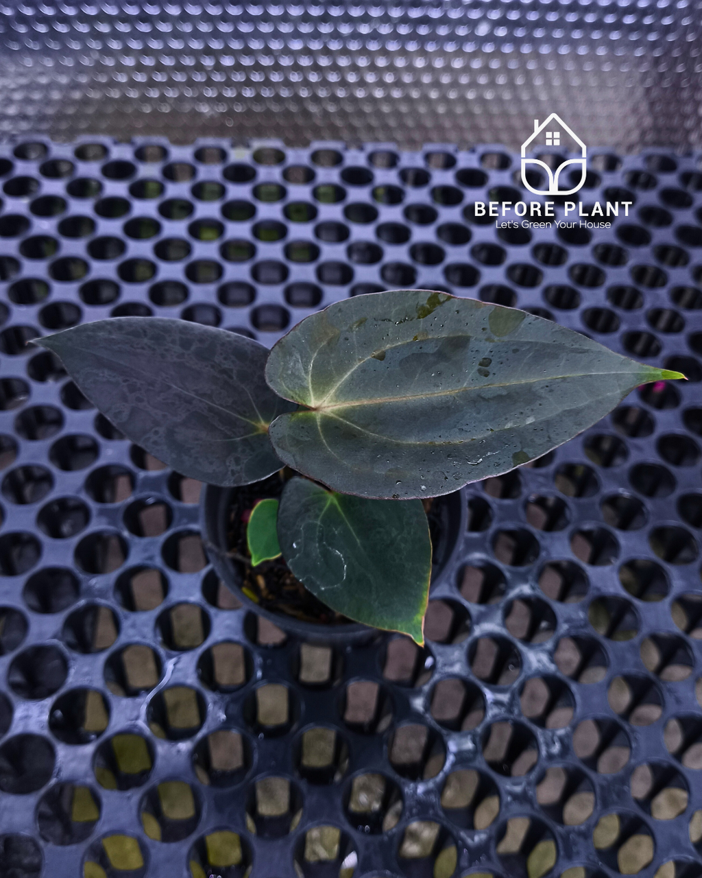 Anthurium Black Venom x Red Vein Dark Phoenix ( RVDP )