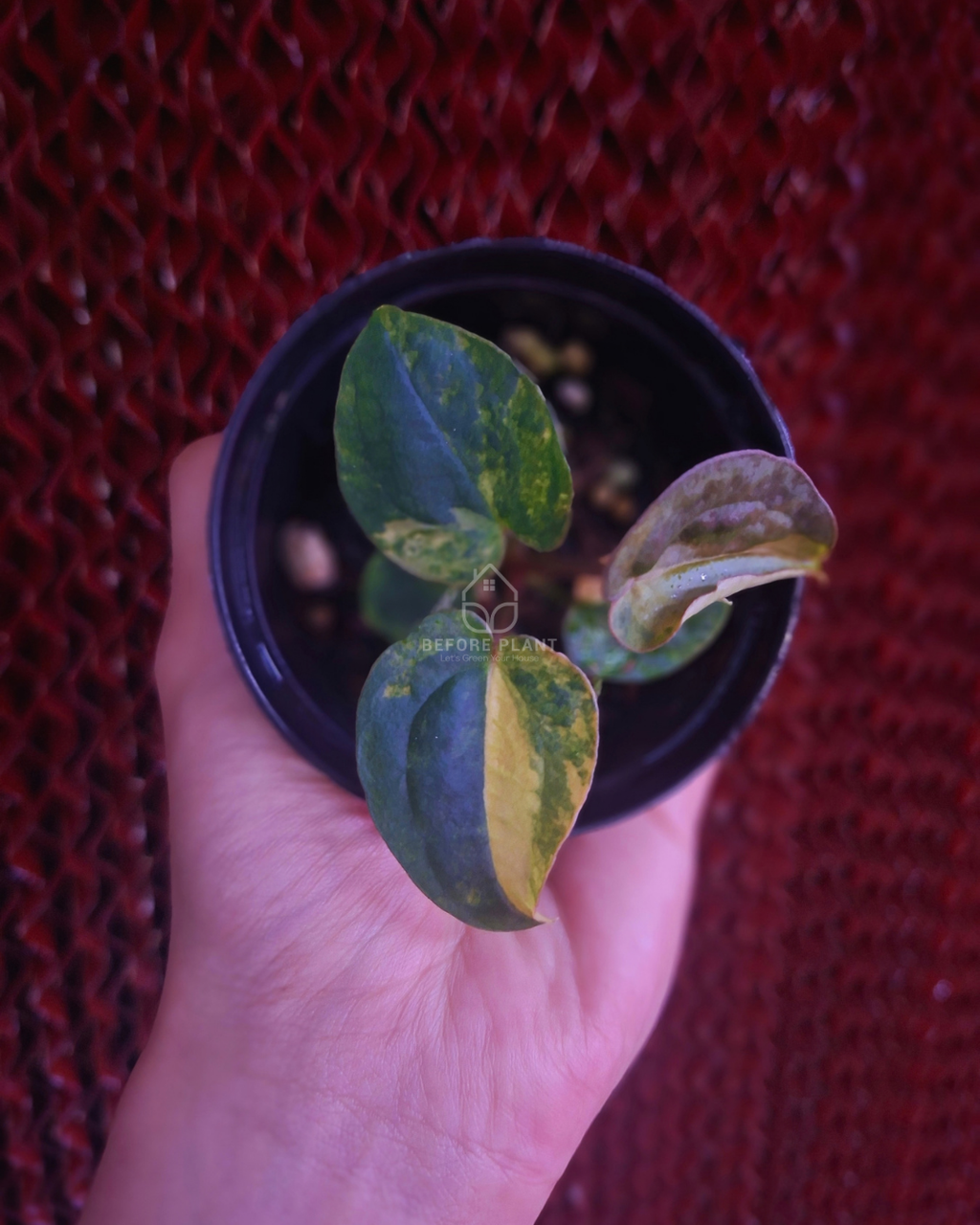 Anthurium Papi Var Dressleri x Michelle Variegated
