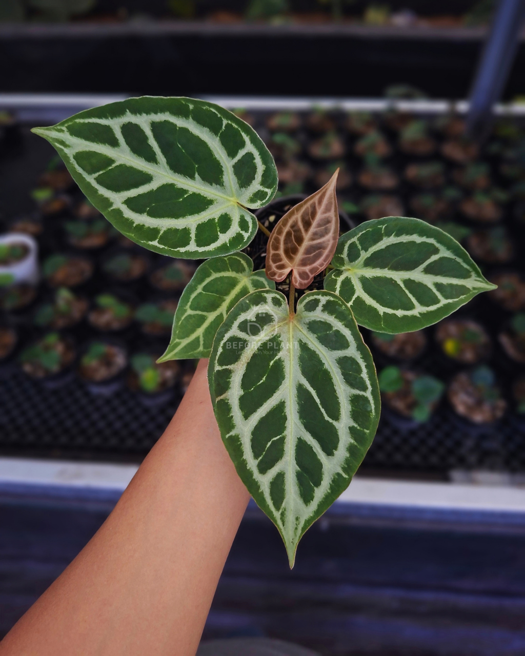 Anthurium Silver Blush x Michelle