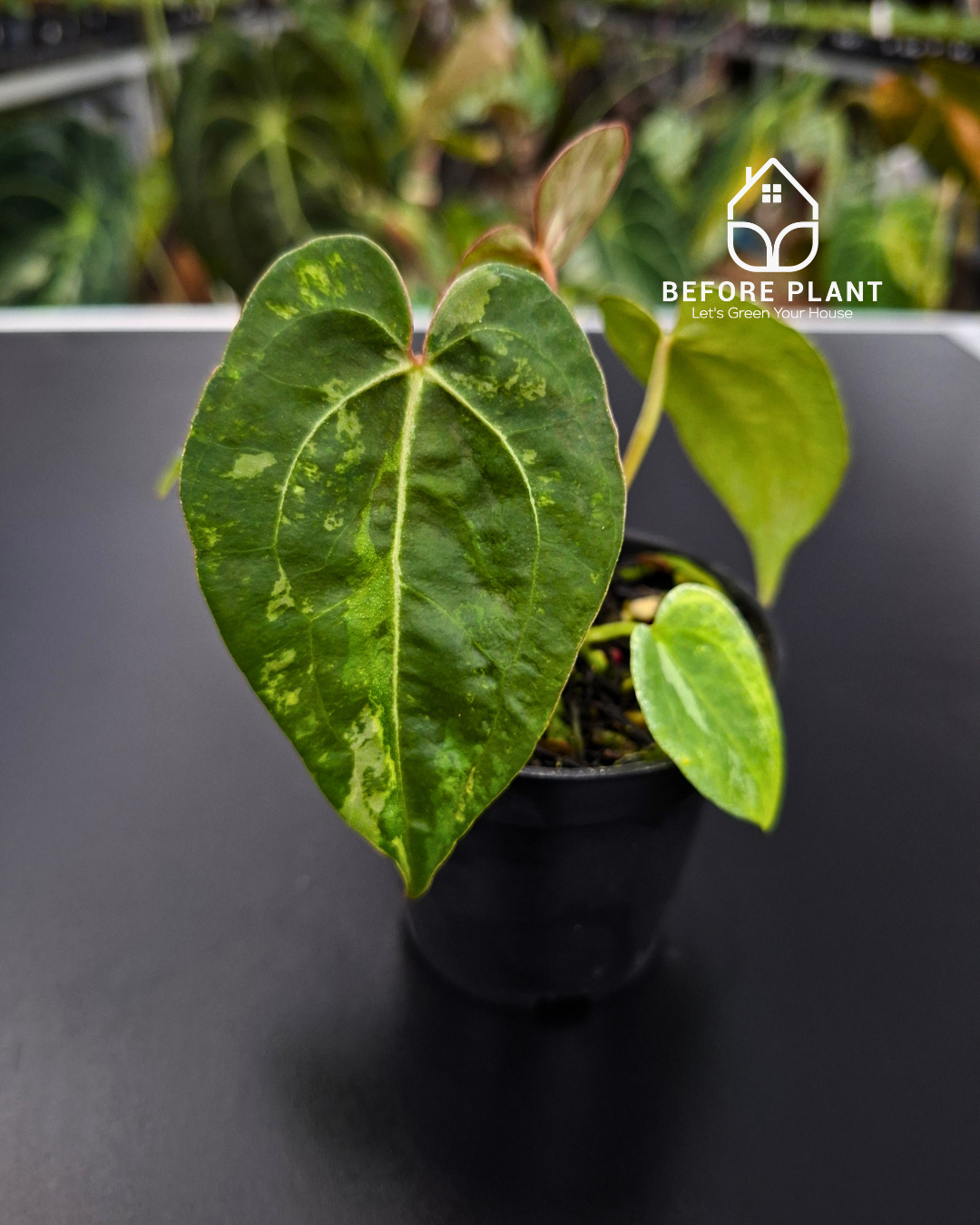 Anthurium Forgetii Var Contorted x Blood Of Blue