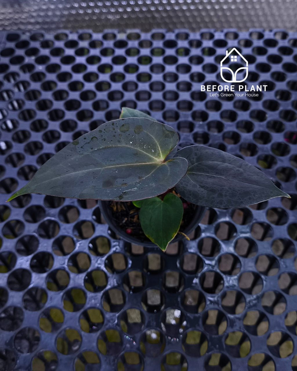 Anthurium Black Venom x Red Vein Dark Phoenix ( RVDP )