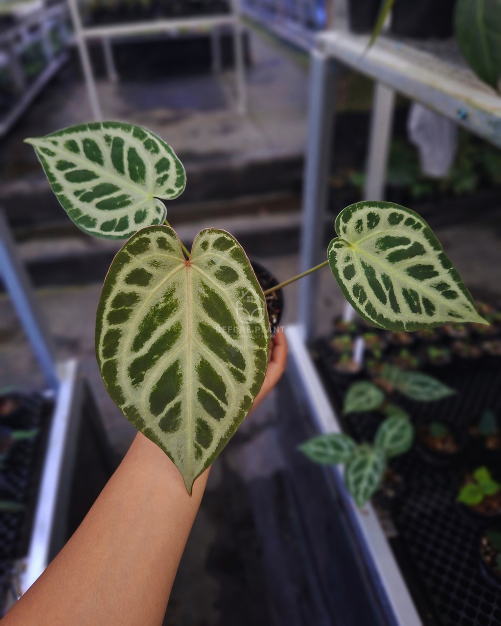 Anthurium Silver Blush x Michelle