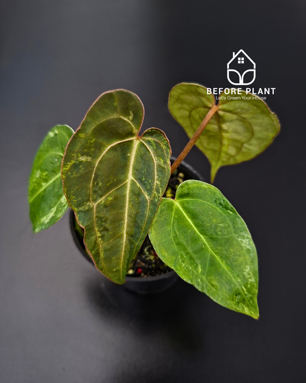 Anthurium Forgetii Var Contorted x Blood Of Blue