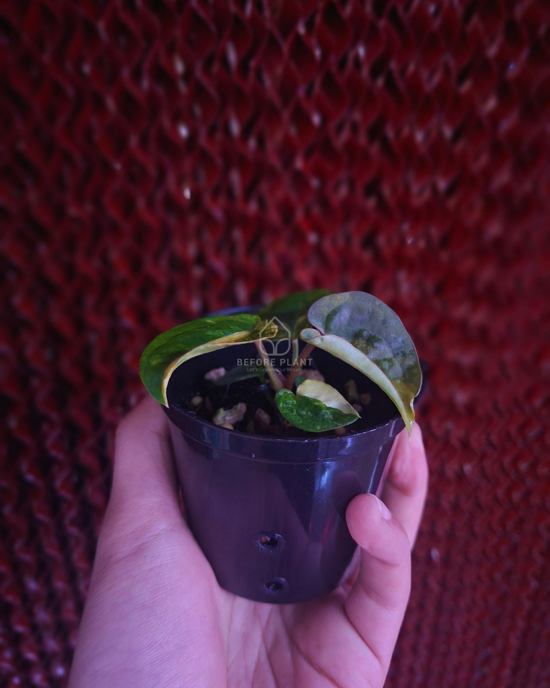 Anthurium Papi Var Dressleri x Michelle Variegated