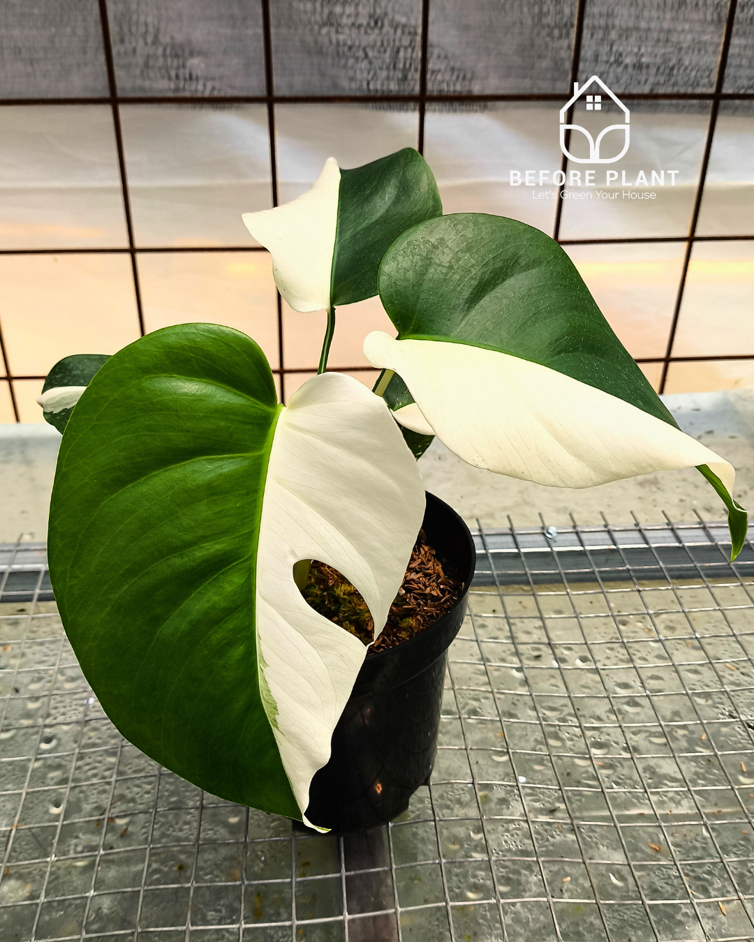 Monstera Borsigiana Variegated