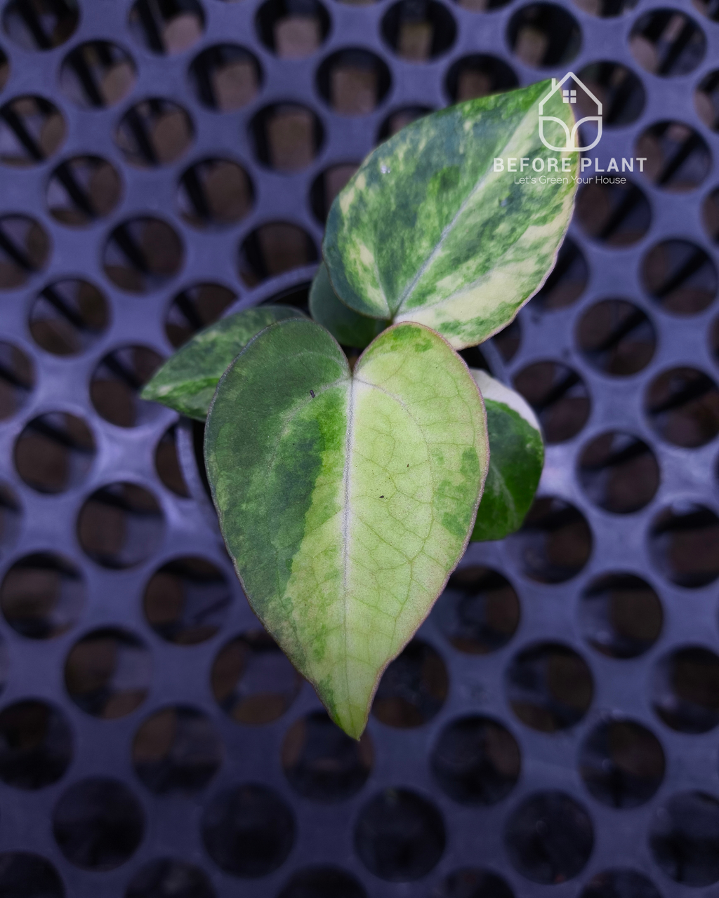 Anthurium Black Venom x Angela Black Widow