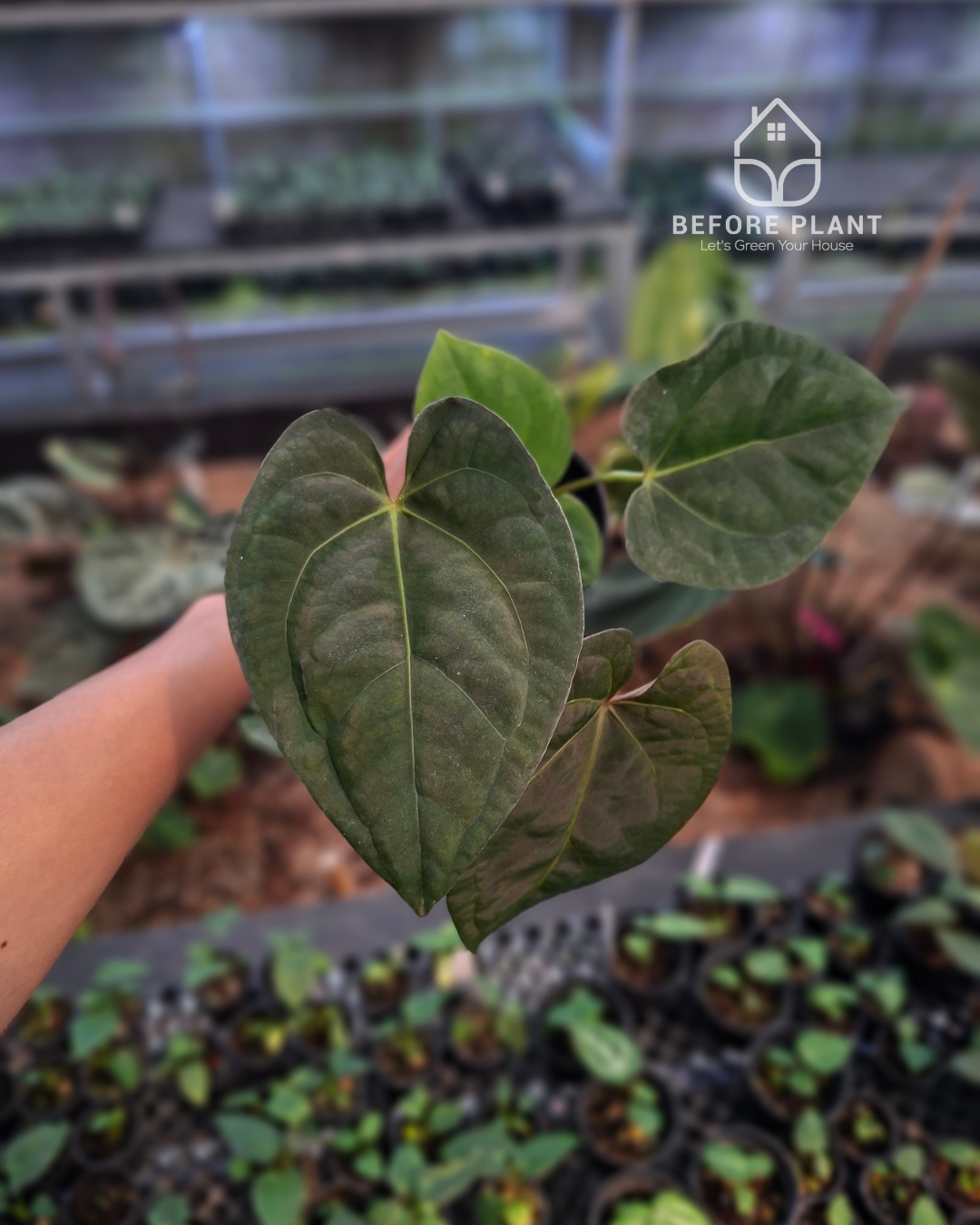Anthurium Night Queen x Zara Michelle