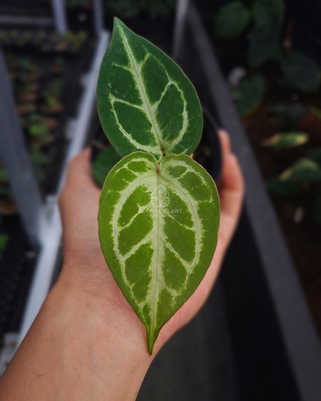 Anthurium Silver Butterfly x Red Tiger