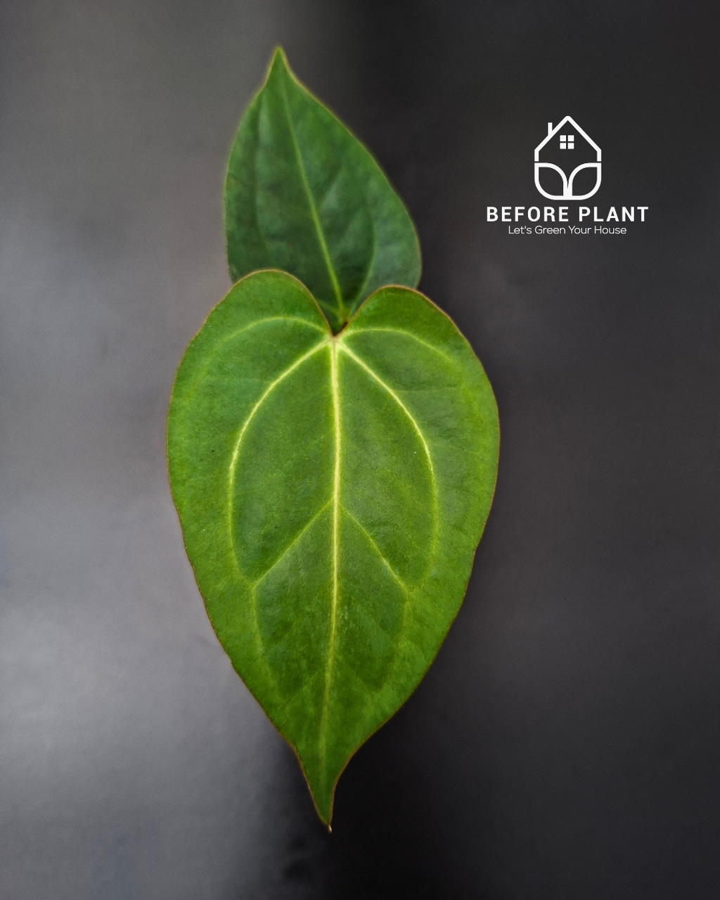Anthurium Carla x Golden Sunrise RVDP