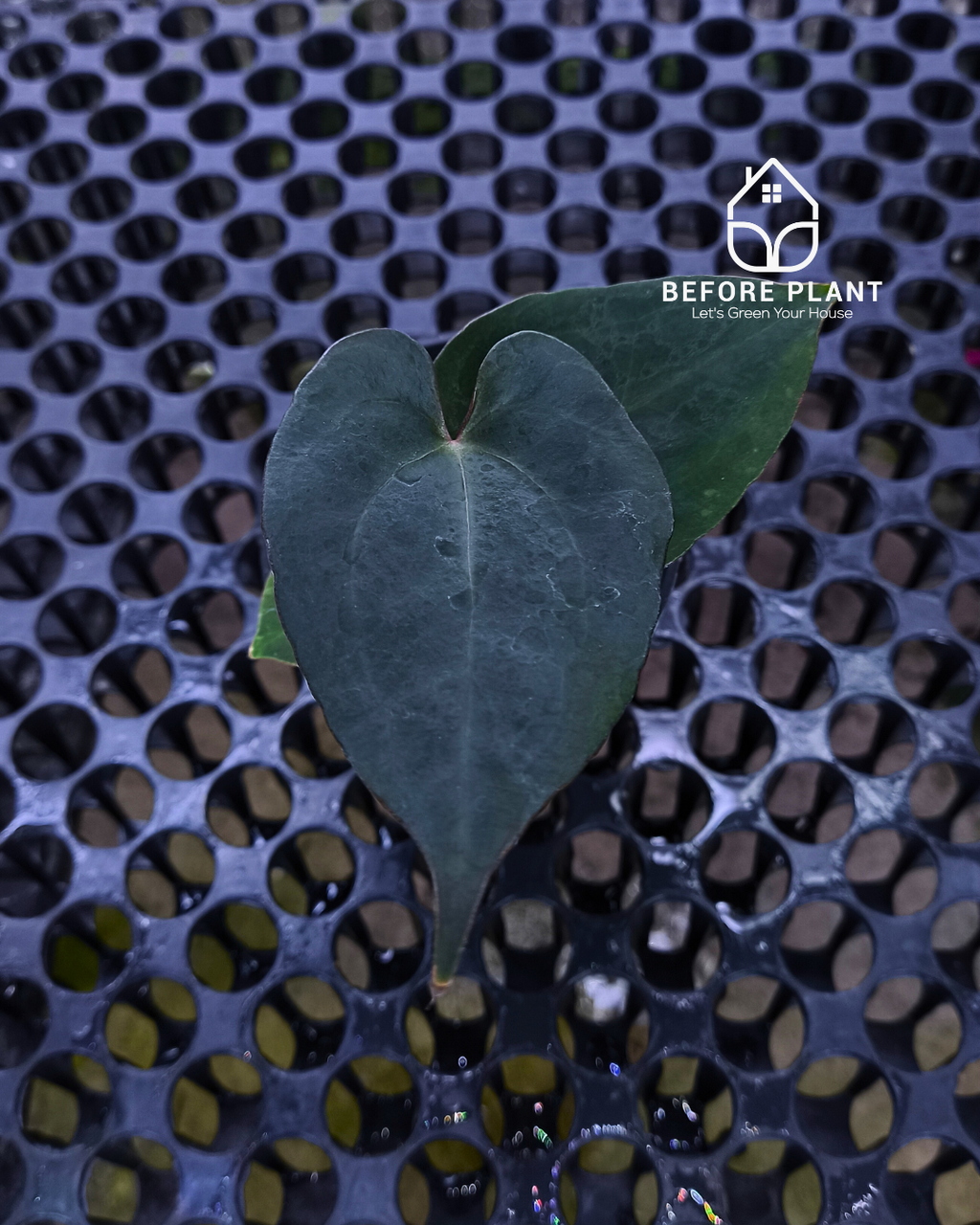 Anthurium Black Venom x Red Vein Dark Phoenix ( RVDP )