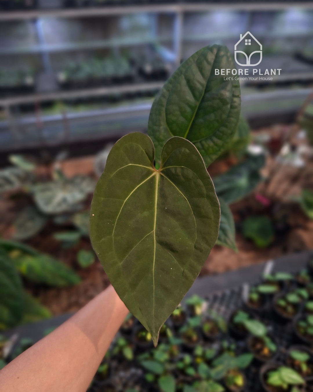 Anthurium Night Queen x Zara Michelle